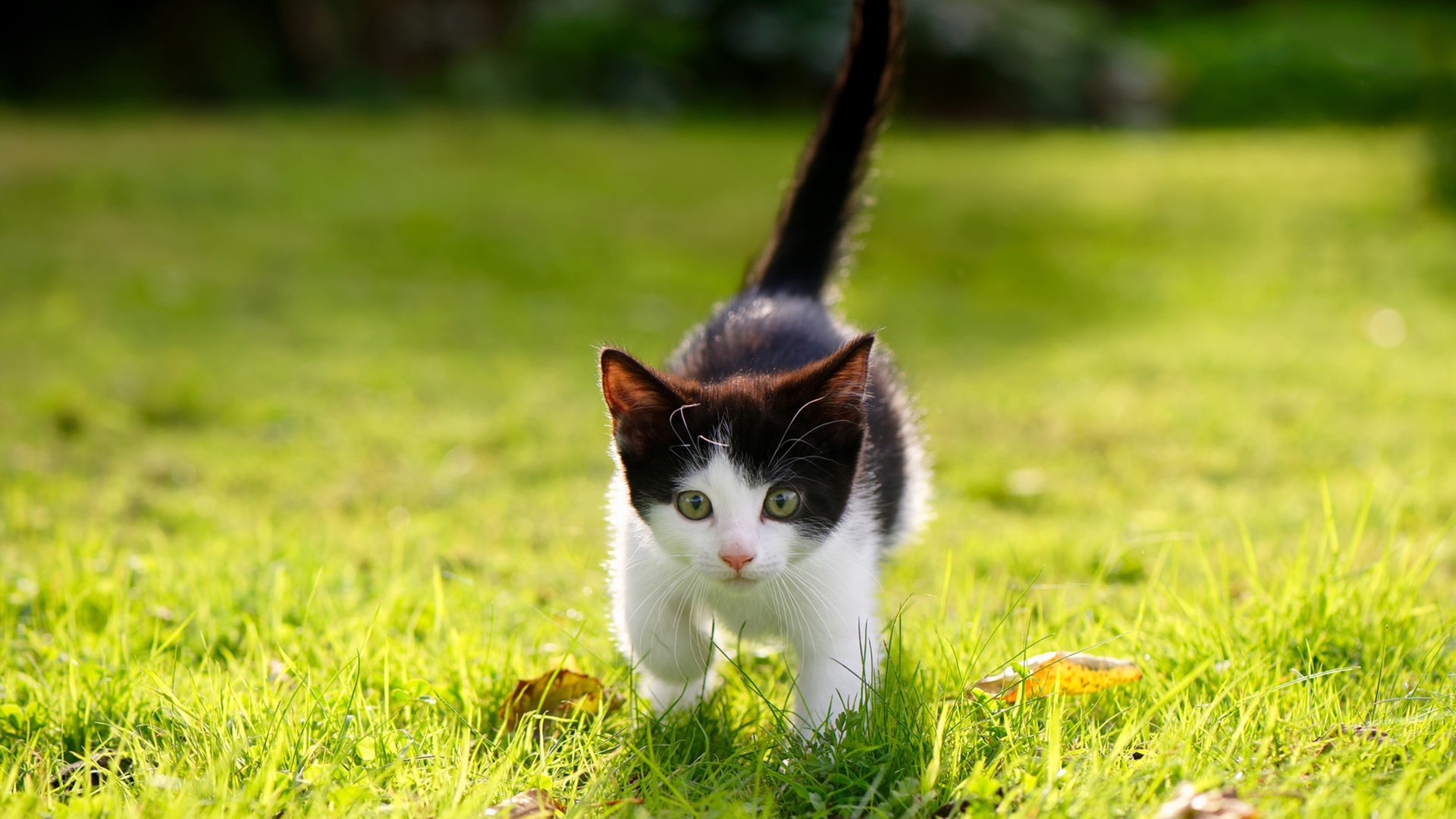 印第安纳的逆袭,西亚卡姆于无声处听惊雷