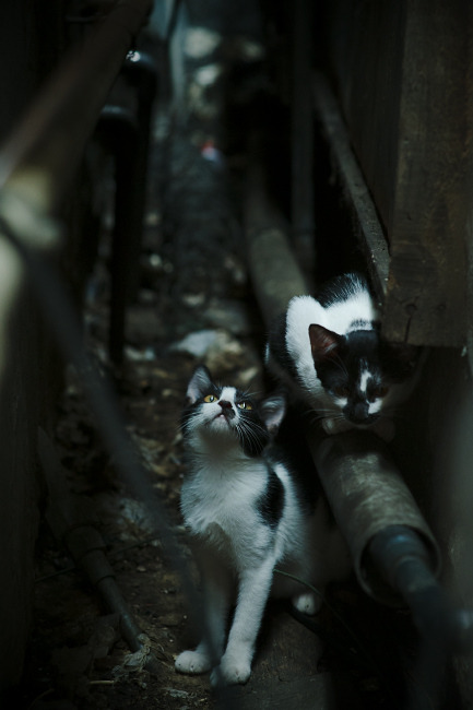 永不终结的追问,当哈弗茨的利刃刺破摩纳哥的优雅幻梦