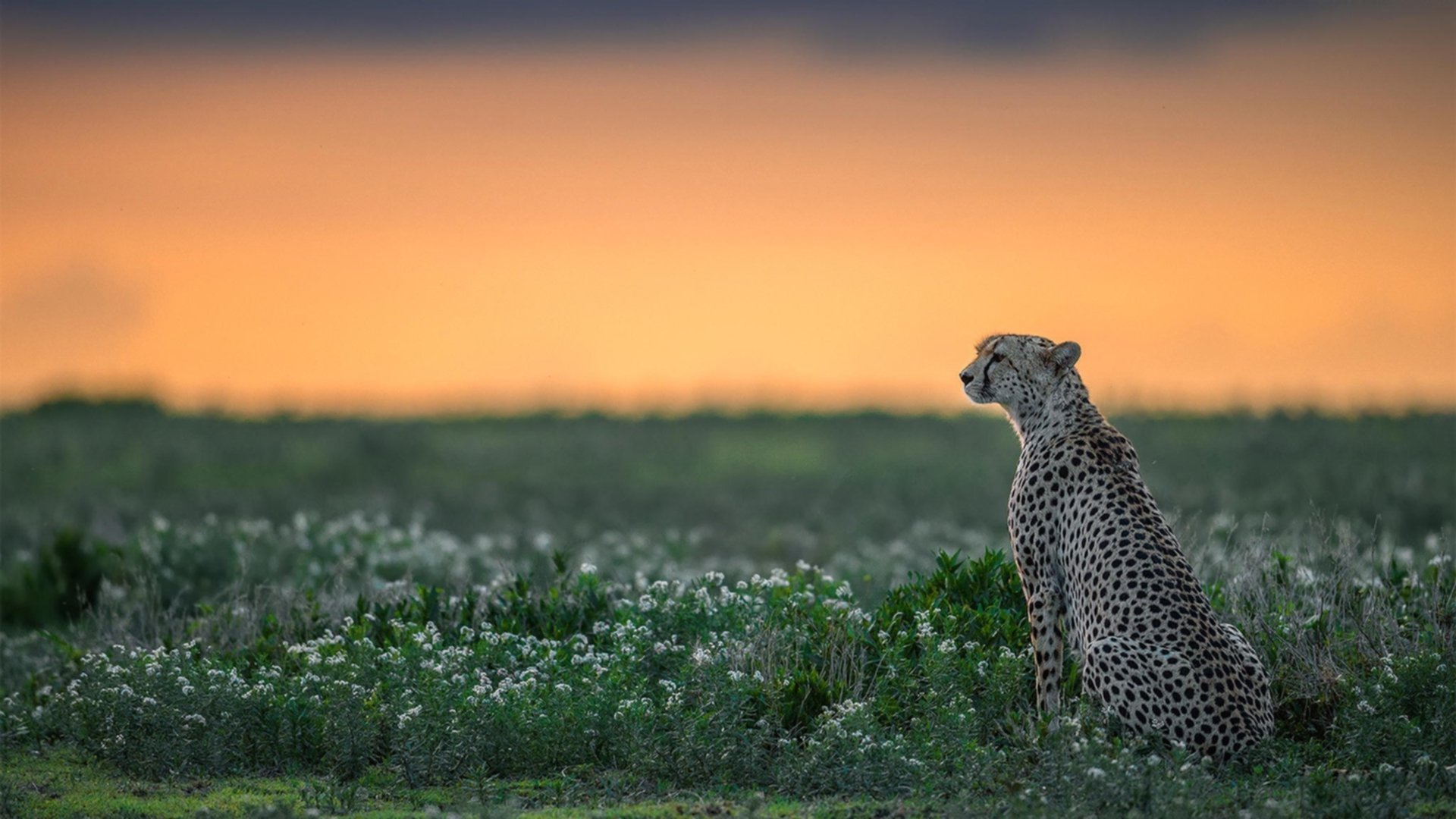 德甲争冠战之夜,迪亚斯,以星光撕裂夜空