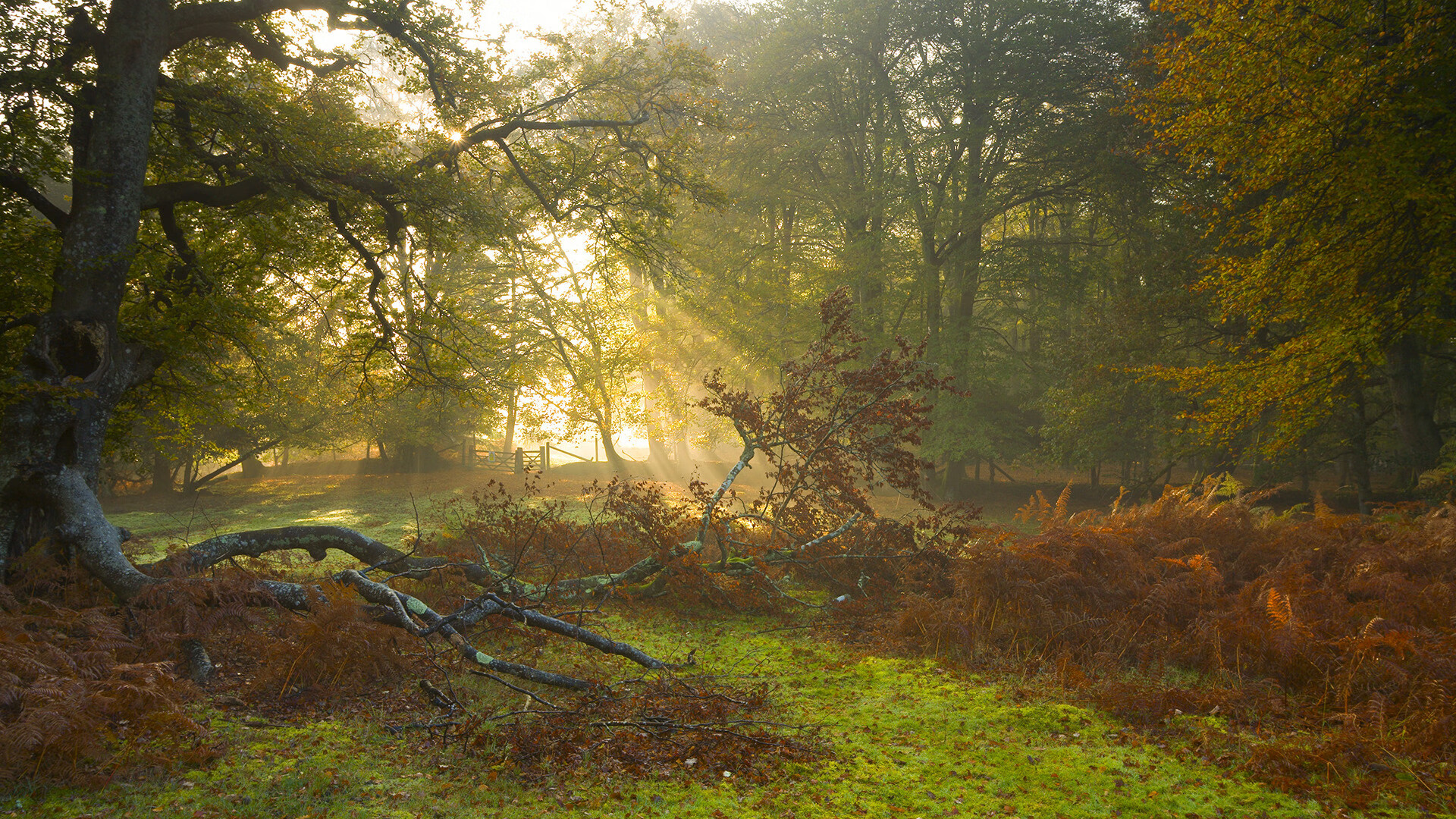日耳曼战车碾过袋鼠军团，一场淬火成钢的年度焦点之战