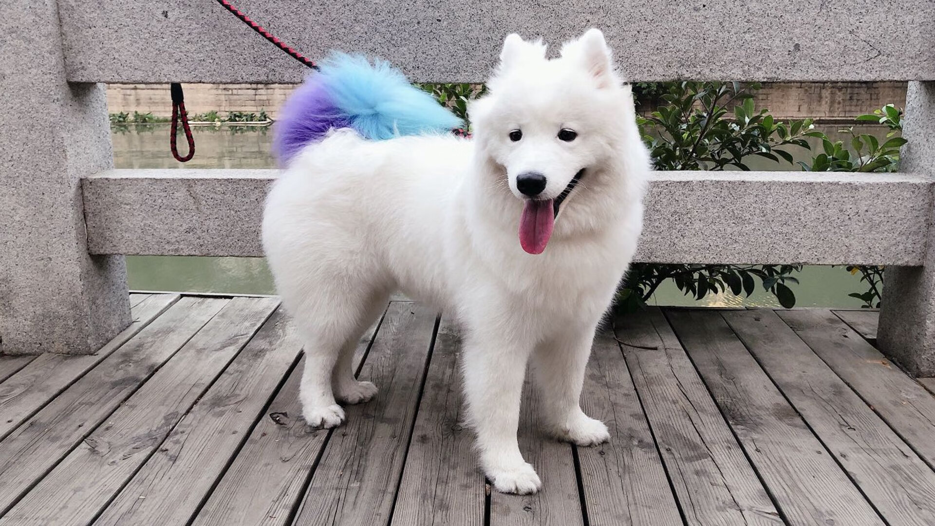 悬念终结者,当独行侠的冷静遇见锡安的狂想—体育英雄的接管时刻