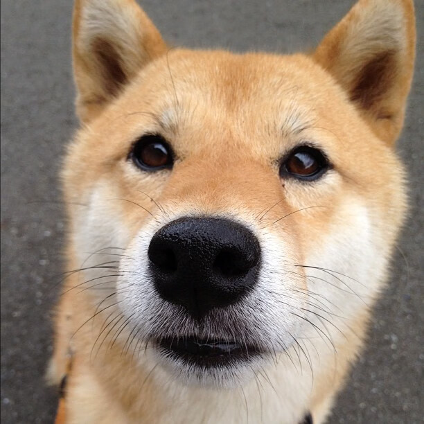 沉默杀手的觉醒，当米切尔将猛龙钉死在记分牌上