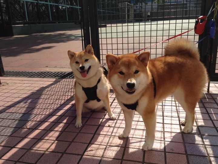 举重若轻的统治与疾风骤雨的逆袭,约基奇与国王诠释篮球多维美学