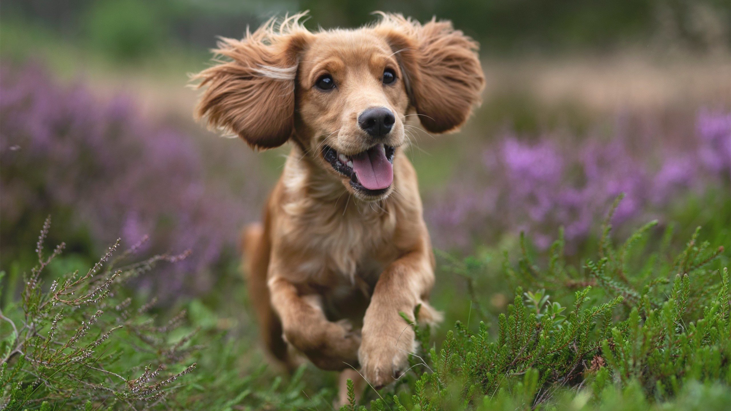 暗夜极速,门迪关键节点连续得分点燃F1新赛季揭幕战