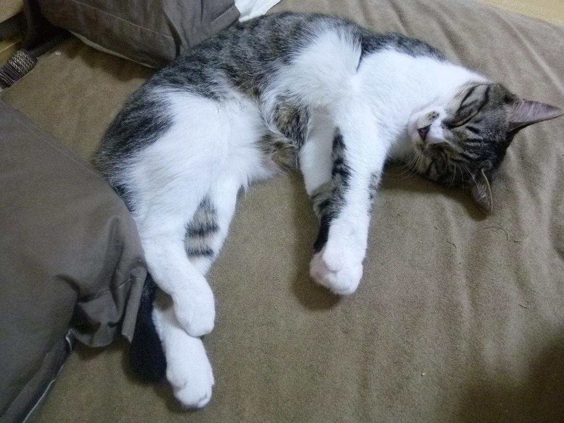 绿茵场上的NBA对决,76人最后时刻绝杀老鹰,演绎篮球版世界杯焦点战