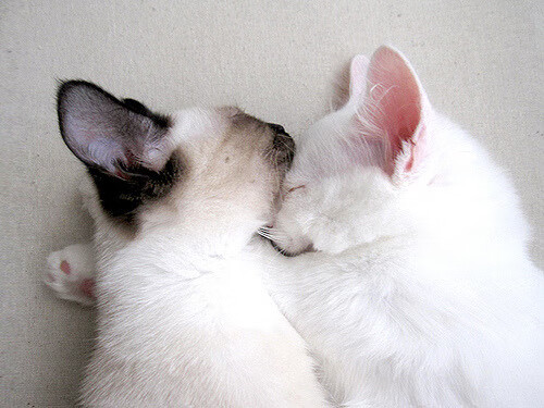 攻防转换核心的威力,从锡安到灰熊掀翻掘金