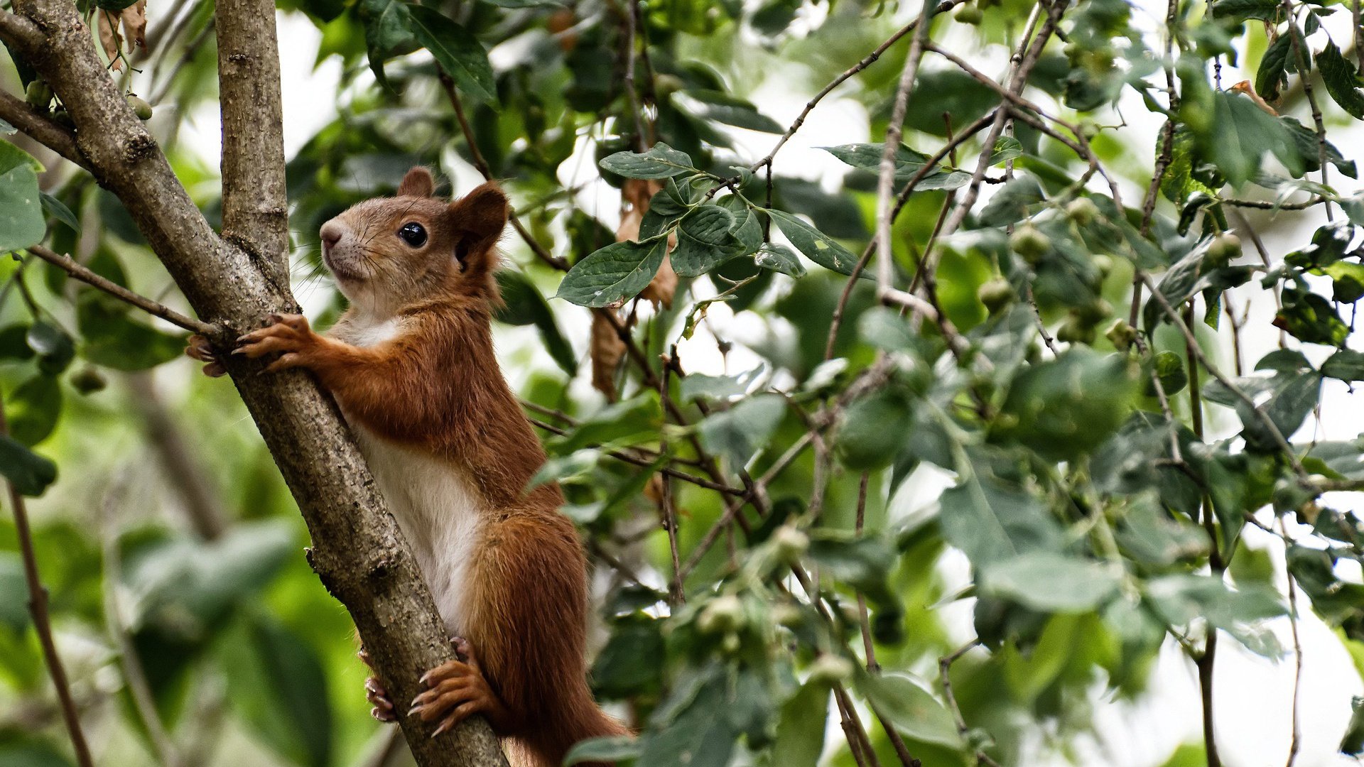 萨卡证明实力,拜仁战术压制巴西,足球世界的新篇章