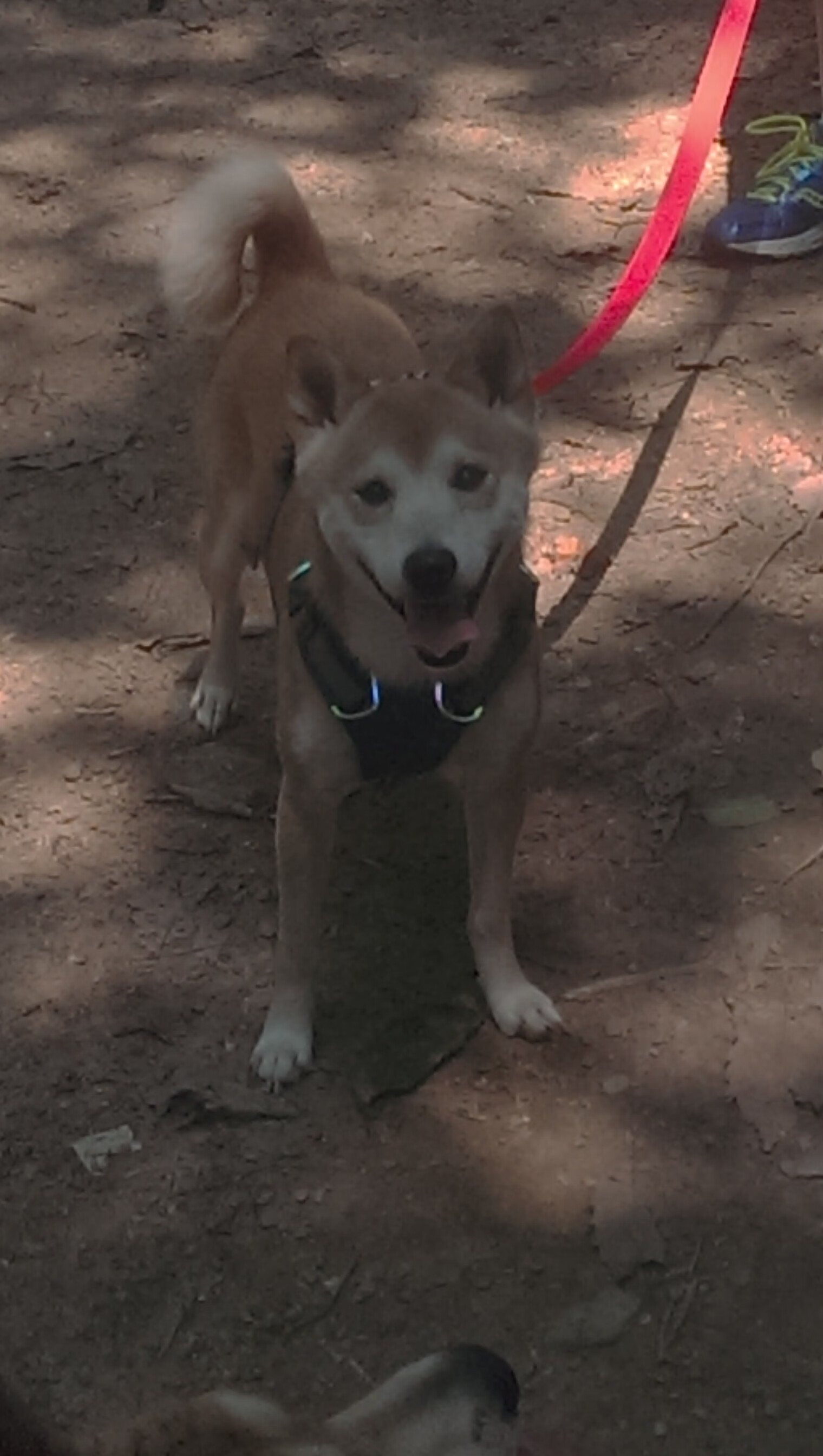 毕尔巴鄂轻取克罗地亚，加维大场面先生实至名归