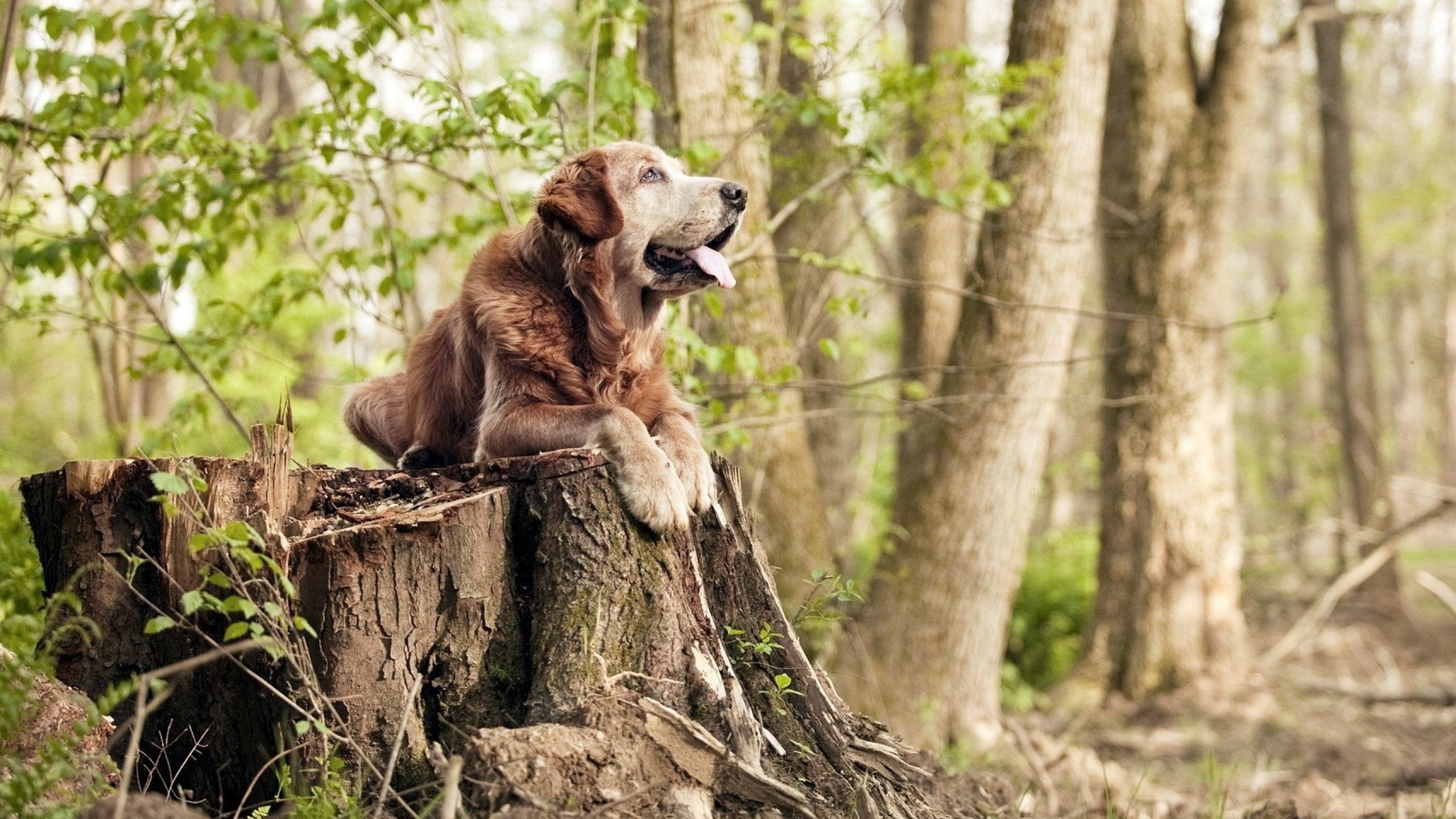 马刺全面压制开拓者,克莱关键时刻主宰胜负