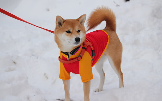 双重风暴,国家德比点燃西甲,国米关键战力克多特蒙德
