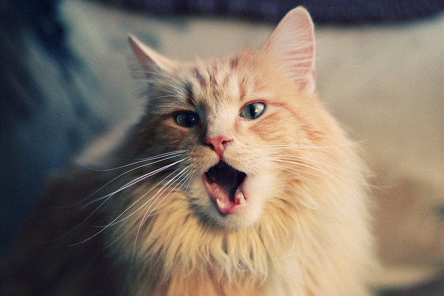 足球之夜的双重奏，加克波爆发闪耀，阿尔及利亚逆转南非震撼