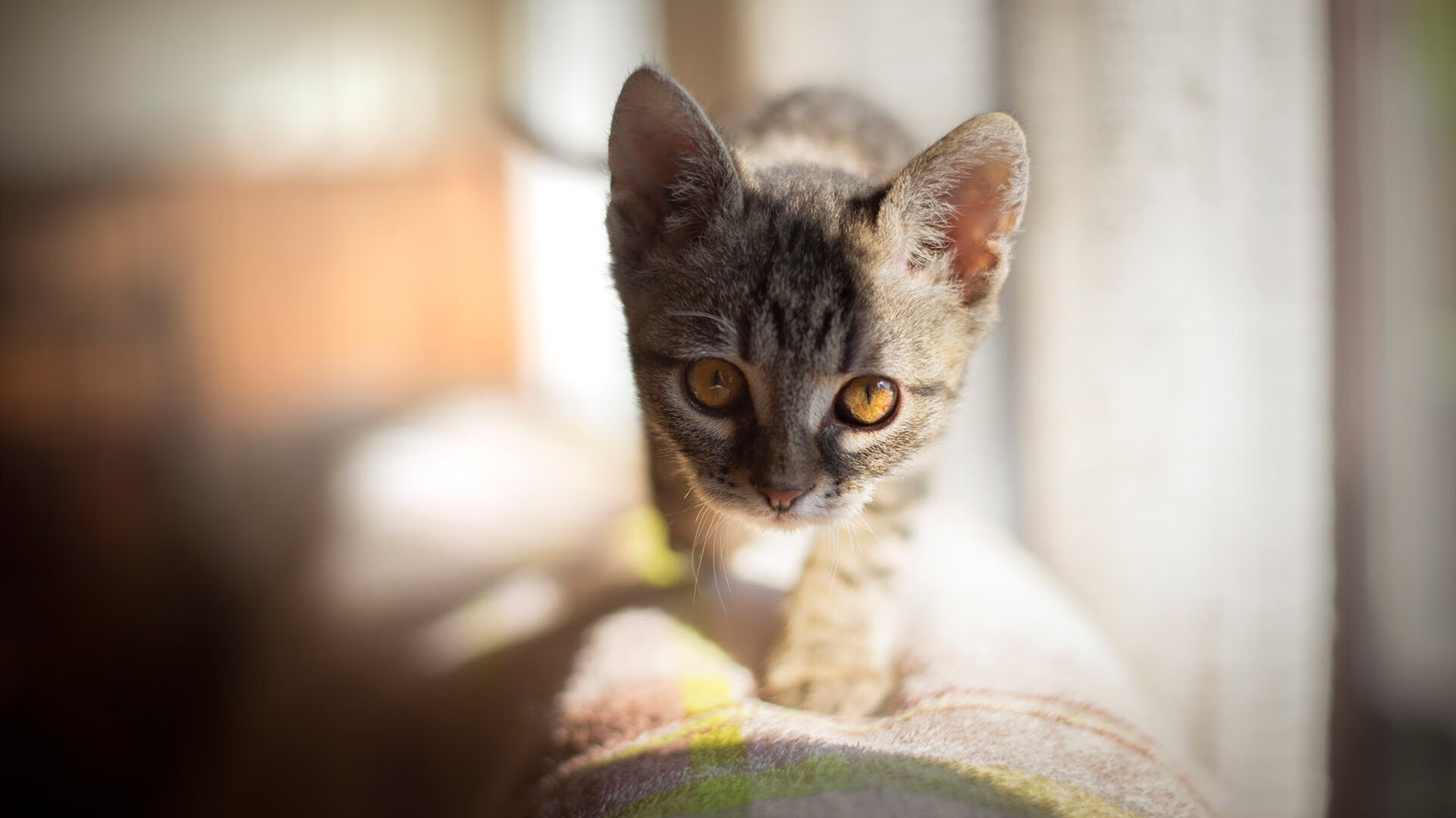 杰伦格林完美定义战,活塞铜墙铁壁让奇才进攻沦为绝望迷宫