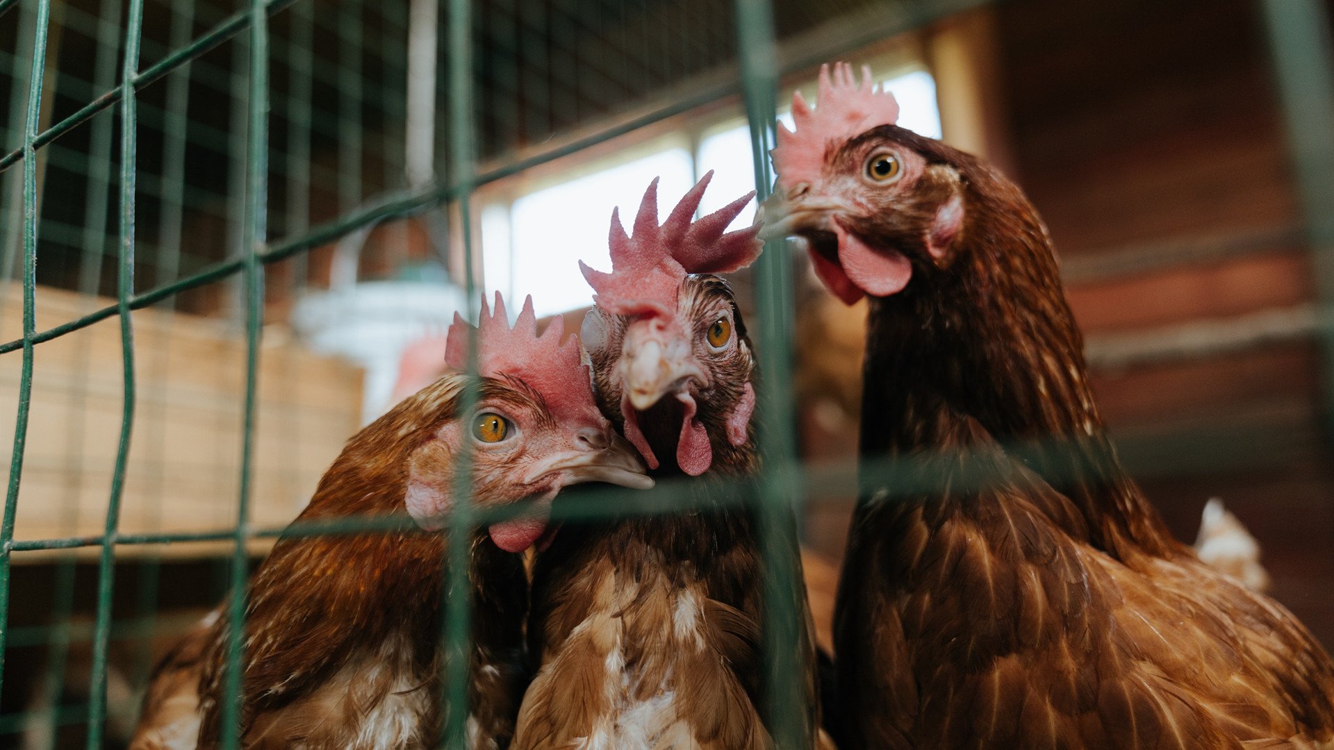 北欧风暴席卷南美,瑞典完美战术横扫玻利维亚成年度焦点之战