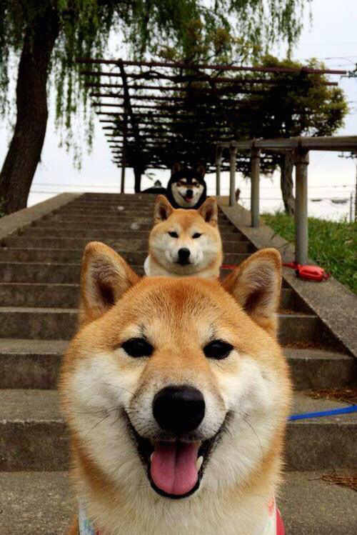 马里单节爆发拉开日本，奥利维耶关键先生定乾坤